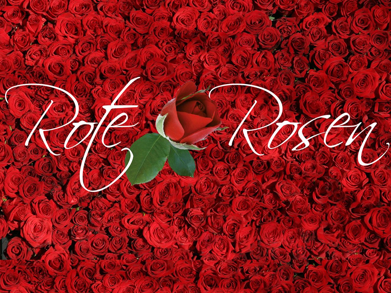 Rote Rosen Arrangement