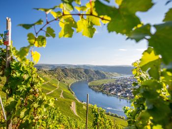 Mosel-Spezial | 5 Tage mit HP
