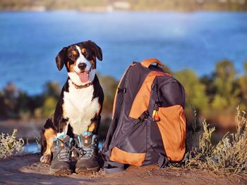 Allgäu mit Hund erleben - gemeinsam Natur erkunden