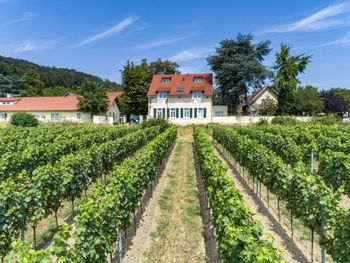 Weinpatenschaft in der Pfalz