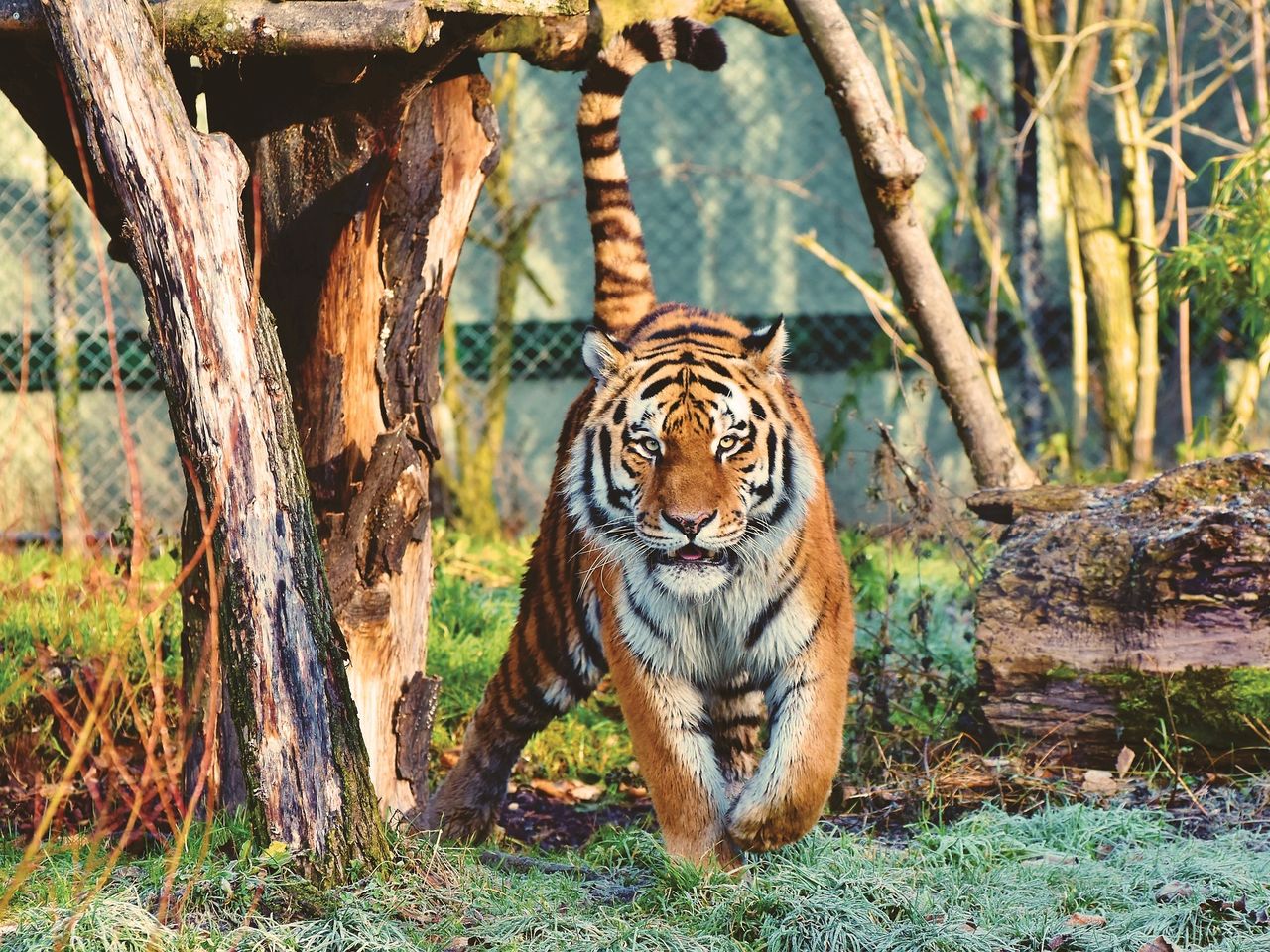 Tierisches Erlebnis - Wildlife im Zoo Landau HP/ 3Tg.