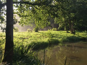 Herbsterwachen im Wald