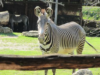 Mit Zebrastreifen auf  Zoo-Streife - 1 Nacht und Zoo