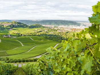 Tierisch was los in Stuttgart (2N)