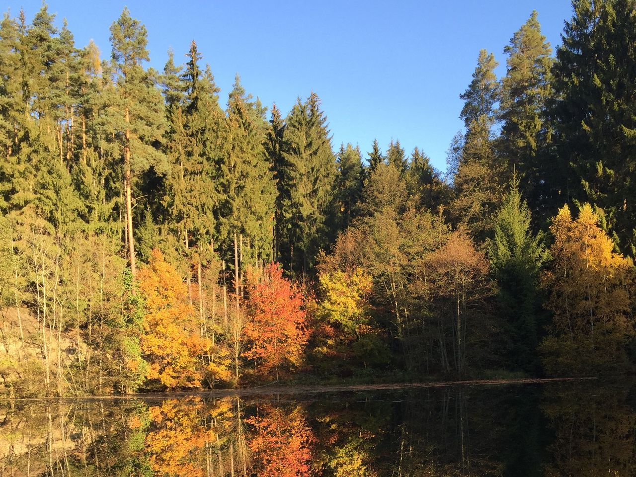 Herbsterwachen im Wald