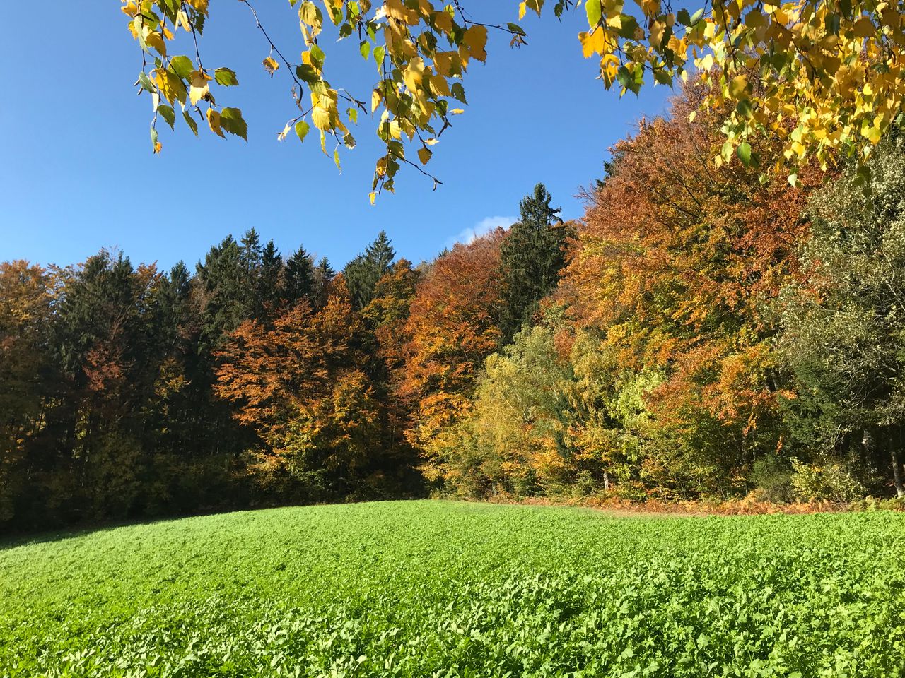 Goldene Herbsttage / 3 Tage im bayerischen Wald