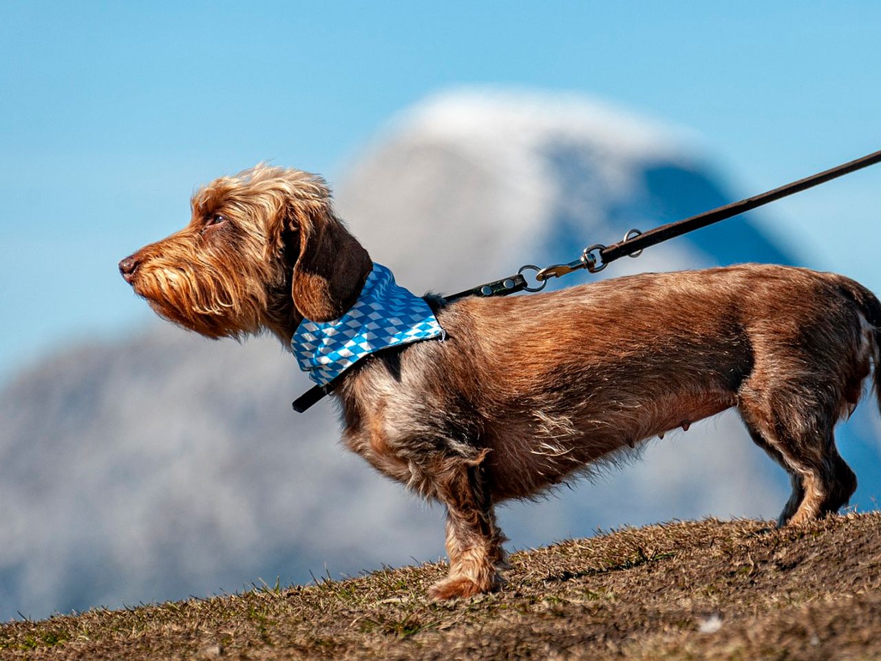 3 Tage Urlaub mit Hund in den Tiroler Bergen inkl. HP
