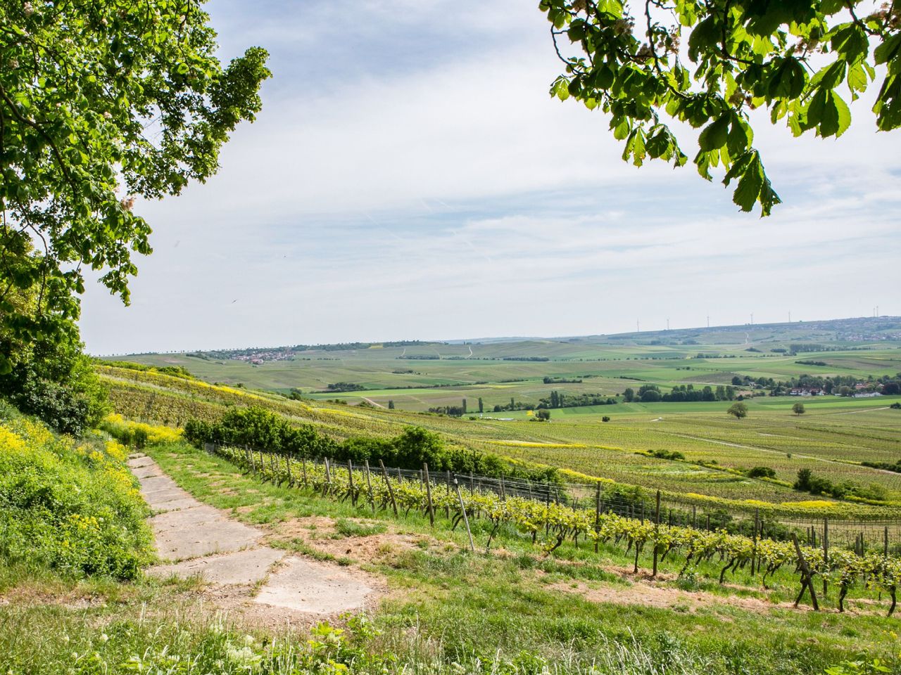 Yoga-Arrangement "Innere Ruhe im Weinberg"