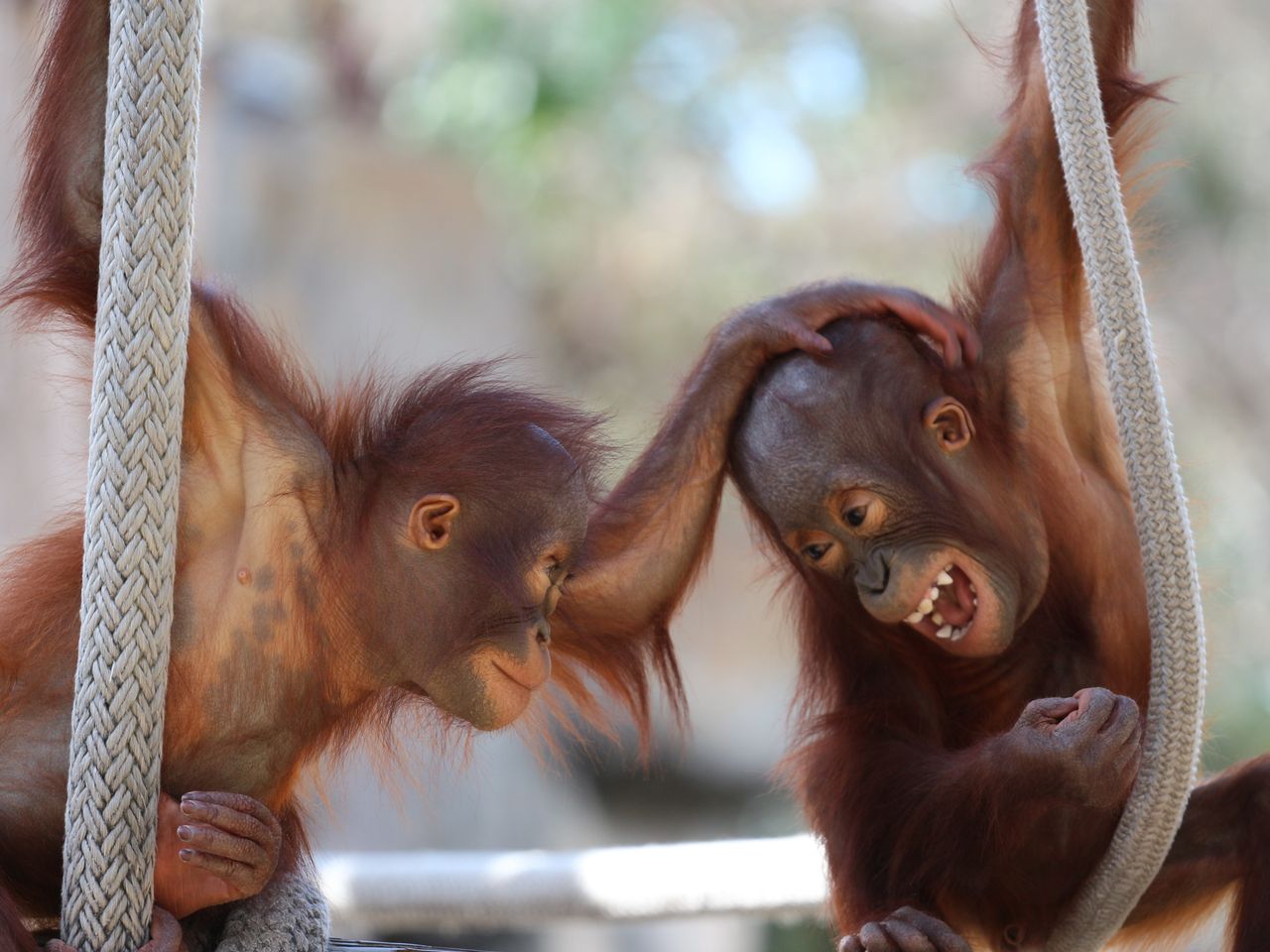 Tierisch gutes Leipzig - Zoo und mehr für die Familie