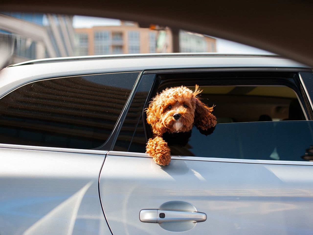 Urlaub mit Hund - Ferien auf vier Pfoten HP - 4 N