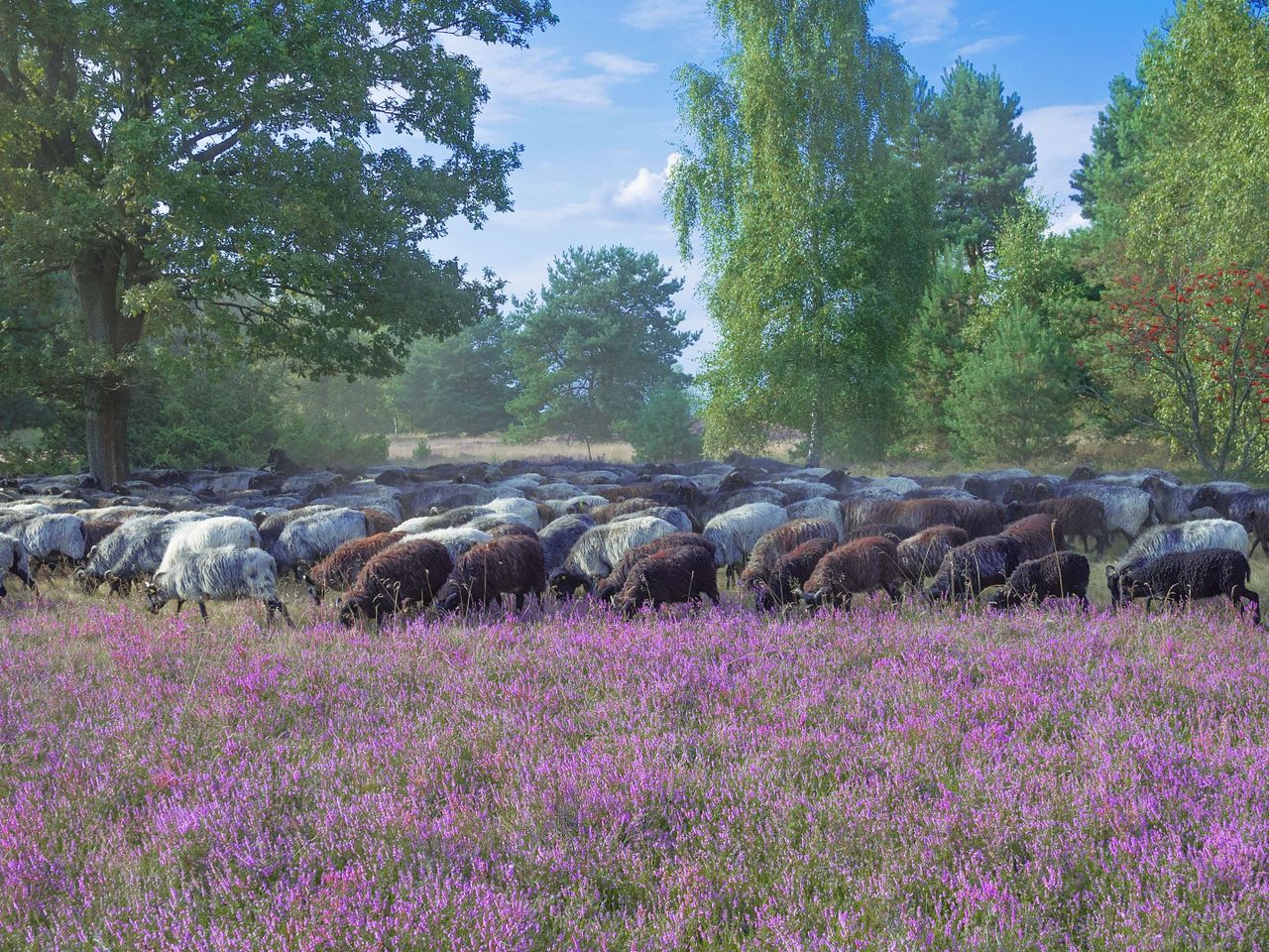 Stadt, Land, (Lüneburger) Heide