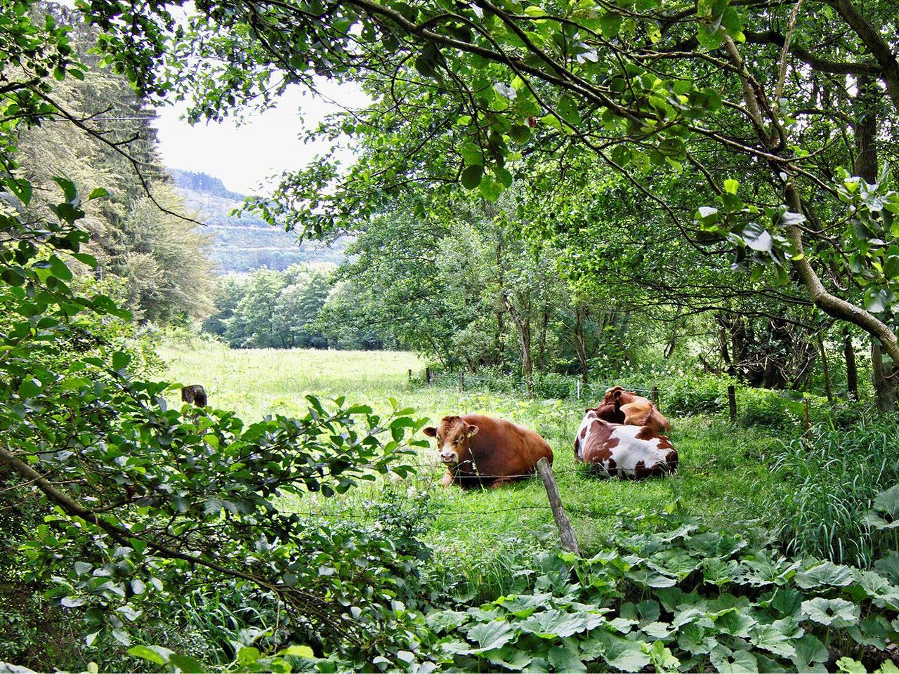 Kurzurlaub im Sonnenhof Willingen