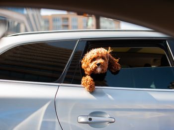 Urlaub mit Hund - Ferien auf vier Pfoten - 5 Nächte