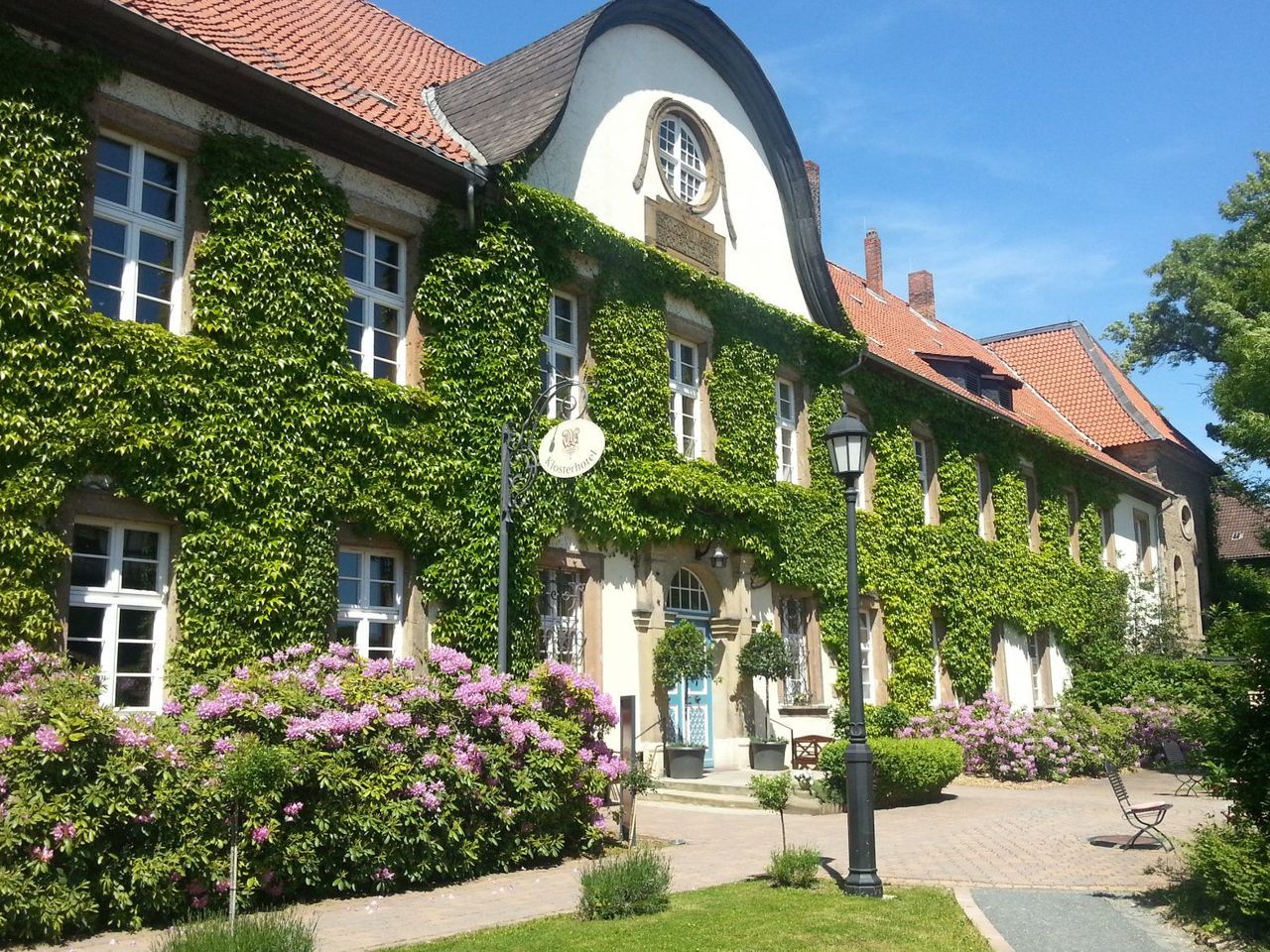 Harz mit Hund